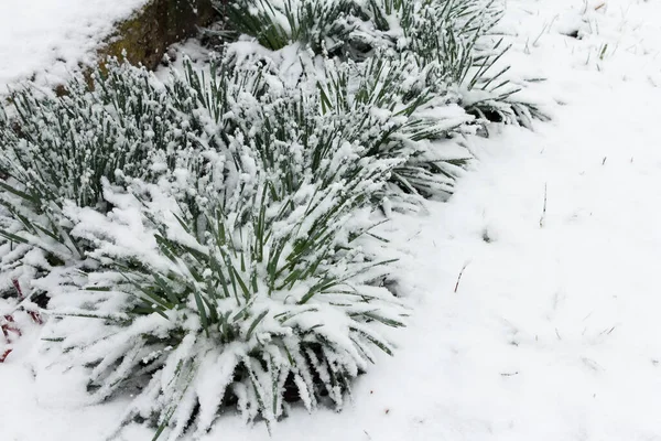 Narzissensträucher Mit Knospen Stehen Vorfrühling Unter Fallendem Schnee Garten Ungewöhnlicher — Stockfoto