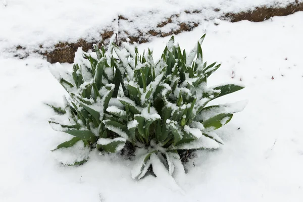 Počátkem Jara Pod Padlým Sněhem Zahradě Nachází Tulipánový Keř Poupaty — Stock fotografie