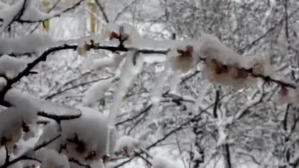 Hielo Del Árbol Frutal Albaricoque Floreciente Después Lluvia Con Nieve Video de stock libre de derechos