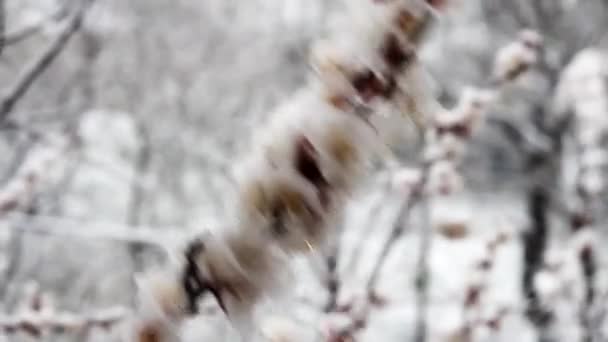 雨と雪の鋭い冷たいスナップは 春に庭に濃い白の花で開花したアプリコットの果実の木に落ちました 4月の霜 作物の損失 動画クリップ