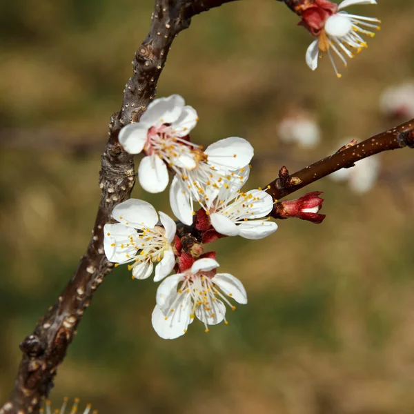 Drzewo Morelowe Kwitnie Gęstymi Białymi Kwiatami Ogrodzie Wczesną Wiosną Okres — Zdjęcie stockowe