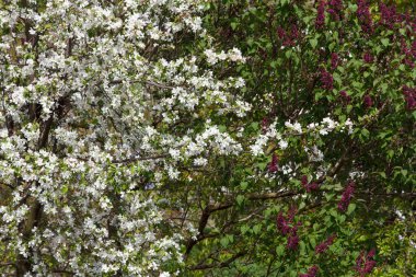 Çiçekli elma ağaçları ve leylaklar. Güzel beyaz elma çiçekleri ve mor leylak çiçekleri baharda bahçedeki ağaç dallarında çiçek açtılar, çok güzel bir arka plan.