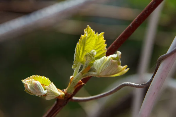 Vignoble Une Branche Vigne Avec Petits Raisins Des Feuilles Couleur — Photo