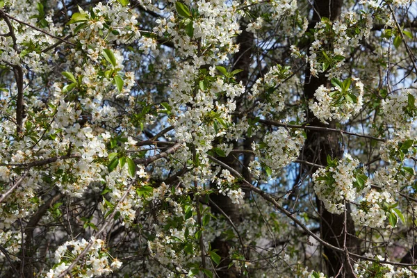 Krásná Velká Třešeň Kvetla Zahradě Mnoha Bílými Květy Spousta Květin — Stock fotografie