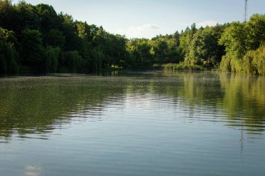 Manzara, ağaçlarla çevrili yaz gölü