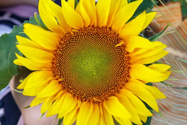 Słonecznik Kwitnący Piękny Okrągły Kwiat Żółtymi Płatkami Zielonymi Liśćmi Kwitnie — Zdjęcie stockowe
