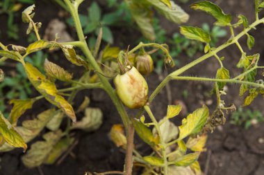 Domatesler yatakta hasta, kuru ve soluk, hasat ölüyor, domates meyveleri çeşitli bitki enfeksiyonlarından dolayı çoktan çürümüş ve kurumuş.