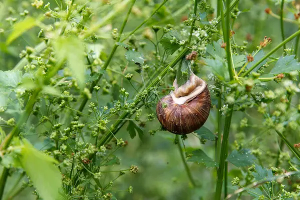 Adult Snail Hangs Green Parsley Leaf Beauty Garden Summer — Stock Photo, Image