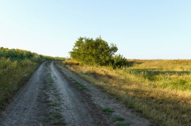 Tarlalar arasında uzanan kır yolu, bir tarafta ayçiçeği tarlası ve tepeler, yaz sıcağı, arka plan