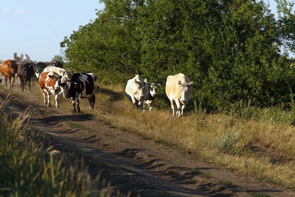 Eine Herde Ausgewachsener Kühe Kehrt Unter Aufsicht Der Hirten Von — Stockfoto
