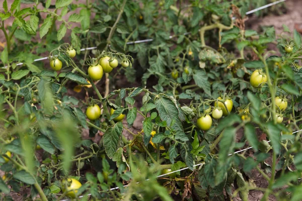 Green tomatoes growing in a vegetable garden. Green tomatoes growing on bed and tied with a rope so that they do not fall from gravity
