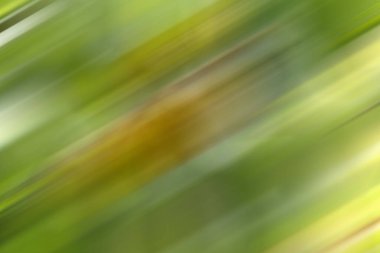 Soyut, güzel, renkli arka plan, sarı ve yeşil gölgeler iç içe geçiyor ve parıldıyor. Çevre temalı, bahçe meyveli. Bokeh