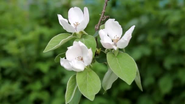 開花以来 春の果樹の枝に3つの大きな白い美しさの花が咲きます ロイヤリティフリーのストック動画