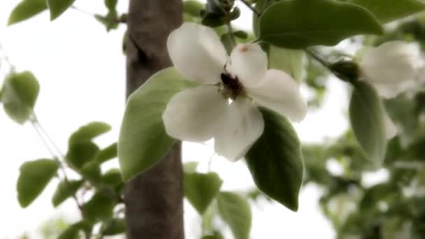 Sur Coing Fleuri Une Abeille Laborieuse Pollinise Une Fleur Dans Séquence Vidéo Libre De Droits