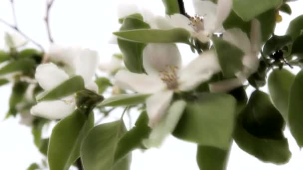 春に秋の花を咲かせます 白い背景の上に 美しい白の花を咲かせた王子様の果樹園 ロイヤリティフリーストック映像