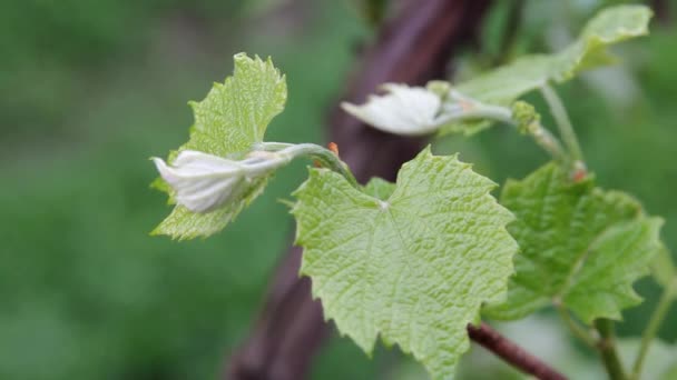 バインの枝は 早春のブドウ畑で育ちます テーブルの若いブドウ 明るい若い緑の葉とワインのブドウ ストック動画
