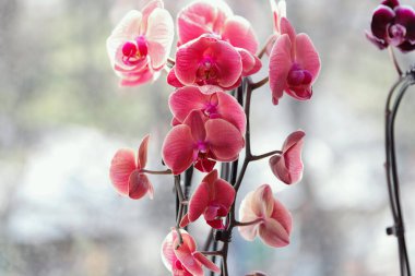 Pembe orkide çiçeklerinin doğal ışıkta yakın çekimi, kapalı bir arkaplanda bulanık bir pencere arkaplanı üzerinde yumuşak odak stilinde fotoğraflanmış, zarafeti sembolize ediyor.
