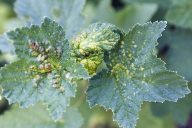 Safra kesesi ile enfekte olmuş üzümlü yaprağın yakın çekimi, kırmızı kabarcıklar gösteriyor, doğal gün ışığında, bulanık yeşil arka planda. kuşüzümü hastalığı