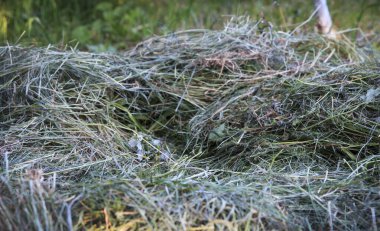 Doğal güneş ışığı altında yeşil çimenli bir alana saman yığını. Gerçekçi bir doğa ortamında çekilmiş. Çiftçiliği ve tarımı sembolize ediyor.