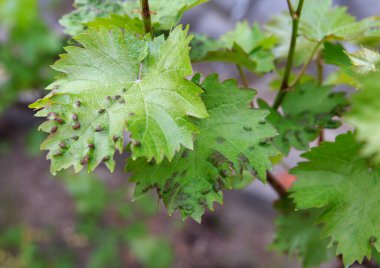 Üzüm yapraklarının yakın plan çekimleri, zararlı böcek ve yaprak deformasyonları, yumuşak odaklı arka plan ile doğal ışık altında yakalanır.