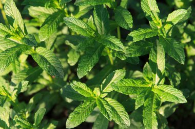 Güneş ışığında büyüyen taze nane yaprakları, doğal yeşil bir arka planda gerçekçi bir şekilde yakalanmış, tazeliği ve bitkileri sembolize ediyor.