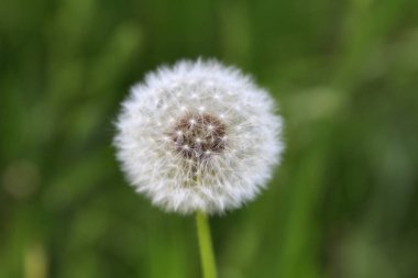 Yumuşak beyaz tüylü karahindiba tohumu kafasının detaylı görüntüsü, bulanık yeşil bir arka planda doğal fotoğrafçılık stili, doğayı sembolize ediyor.