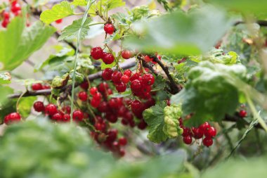 Olgun kırmızı üzümlü üzümler yeşil yapraklı bir dalda asılı, doğal stil, bulanık bahçe arka planı, organik tarım ve hasat kavramı
