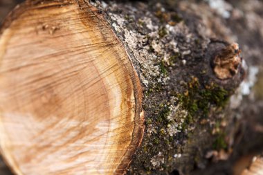 Yeni kesilmiş bir ağaç gövdesinin detaylı görüntüleri görünür büyüme halkalarını ve yosun kabuklarını gösteriyor. Açık havada çekilmiş.