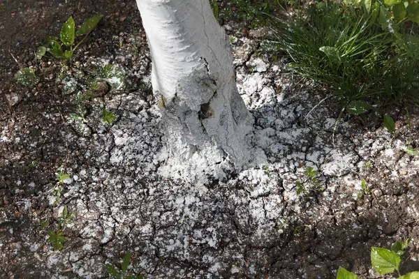 Ağaç gövdesine yakın plan beyaz tozlu madde limonlarıyla kaplı kuru, çatlak topraklarda ot ve doğal doğa kavramı için.