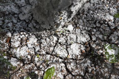 Ağaç gövdesi tabanı beyaz toz madde limonlarıyla kaplı kuru ve çatlak topraklarda ot ve doğa kavramı için.