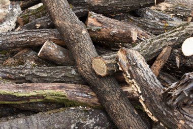 Doğal bir arka planda, kabuklu ve yosunlu taze kesilmiş odun yığınları. Ormancılık, yakıt ve kereste endüstrisi kavramı