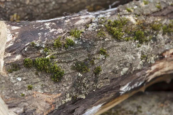 Yeşil yosun ve yosunla kaplı çürüyen ağaç kütüklerine yakın çekim. Kabuğun pürüzlü dokusu yumuşak yosun ile çelişiyor, doğal çürümeyi vurguluyor.