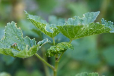 Ani bir hastalık safra kesesi iltihabı bulaşmış bir kuş üzümü yaprağı, kırmızı kabarcıklar gösteriyor, gün ışığında, bulanık yeşil bir arka planı var. kuşüzümü hastalığı