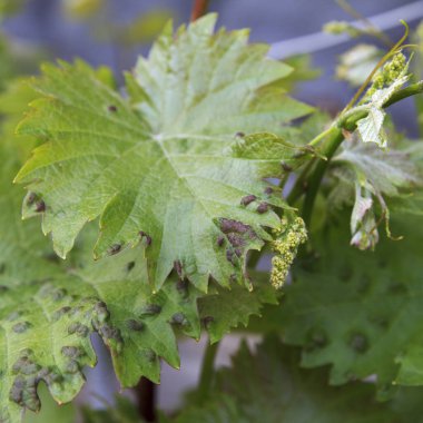 Yeşil asma yapraklarının yakın plan çekimleri, zararlı böcek ve yaprak deformasyonları, yumuşak odaklı arka plan ile doğal ışık altında yakalanır.