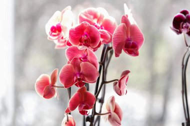 Pembe orkide doğal ışıkta çiçek açar, bulanık bir pencere arka planında yumuşak odak tarzında fotoğraflanır, zarafeti sembolize eder.