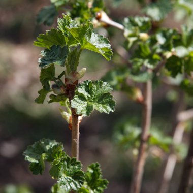 Bahar güneşinde yetişen taze bektaşi üzümü yaprakları, doğal arka planda yakın plan fotoğrafı, büyümeyi ve doğayı sembolize ediyor.