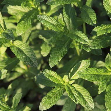 Güneş ışığında büyüyen taze nane yaprakları, doğal yeşil bir arka planda gerçekçi bir şekilde yakalanmış, tazeliği ve bitkileri sembolize ediyor.