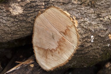 Kesik bir ağaç gövdesinin ayrıntıları. Görünür büyüme halkaları ve yosun kabuklarını gösteriyor. Açık havada çekilmiş.