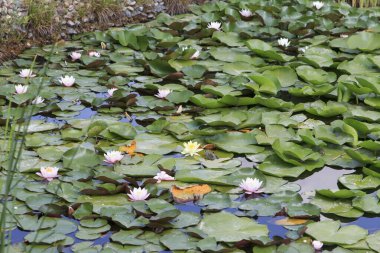 Parlak renkli nilüferler, dingin bir gölette, sık yeşil zambakların arasında çiçek açar. Kurbağalar yakınlarda dinlenir. Doğal ortam huzurlu bir kaçış sunuyor, yemyeşil yapraklara karşı canlı çiçekler sergiliyor.