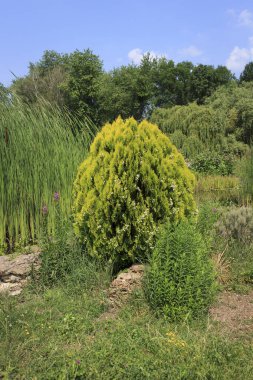 Uzun otlar ve yeşilliklerle çevrili gür bir bahçede parlak sarı bir çalı belirgin bir şekilde duruyor. Güneş ışıl ışıl parlıyor, renkleri güzel parlıyor.