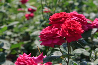 Kırmızı güller, canlı bir bahçede güzelliklerini sergilerler. Çiçekler tamamen çiçek açmış, parlak güneş ışığı altında yeşil yapraklarla çevrili, pitoresk bir bahar atmosferi yaratıyor.