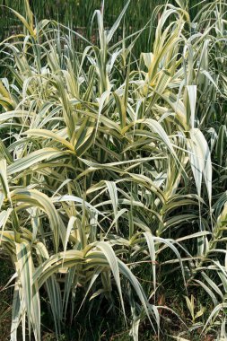 Uzun ve ince yapraklı yoğun bir süs ağacı kümesi. Yapraklar yeşil ve beyaz çizgili, doğal ortamda canlı bir görünüm yaratıyor.