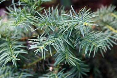 İğne yapraklı kozalaklı kozalaklı bitkilere yakın çekim. Yapraklar yoğun ve yeşildir. Bitkinin doğal güzelliğini gösterir.