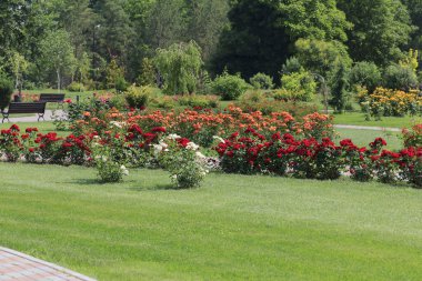 Çiçek açan kırmızı ve beyaz güllerle dolu canlı bir bahçe. Çiçek tarlalarını çevreleyen yemyeşil çimenler, sakin bir açık hava alanı oluşturuyor.