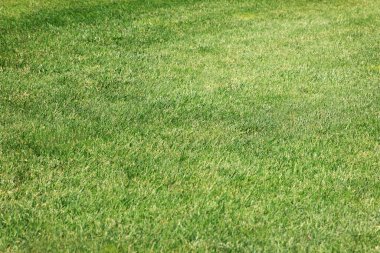 Bereketli yeşil çimenler, iyi korunan bir arka bahçedeki boşluğu dolduruyor, açık bir öğleden sonra güneşinin altında güneşleniyor, açık hava sporları için mükemmel.