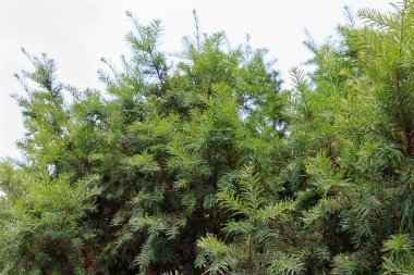 İğne yapraklı kozalaklı bitkiler. Yapraklar yoğun ve yeşil. Planın doğal güzelliğini gösteriyor.