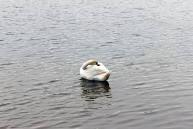 Tek bir beyaz kuğu, sükunet ve yalnızlığı sembolize eden, doğal su arka planına sahip gerçekçi bir şekilde yakalanmış, sakin bir gölde zarifçe süzülür.