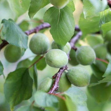 Bir dalda meyve bahçesi yeşil büyük kayısı dayan