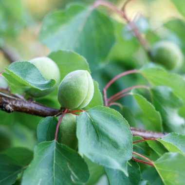 Bir dalda meyve bahçesi yeşil büyük kayısı dayan
