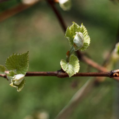 Bahar çiçek açması çubuk Şubesi yakın çekim yeşil bir arka plan üzerinde